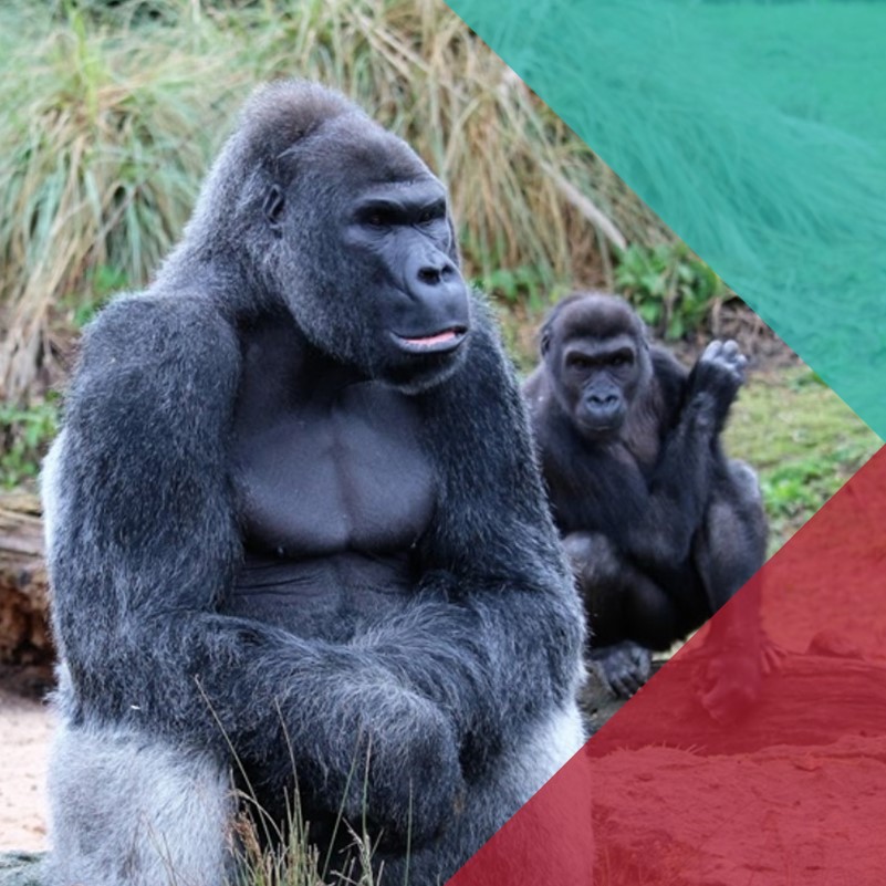 A large gorilla sitting on a rock with its arms resting on its legs, looking into the distance.